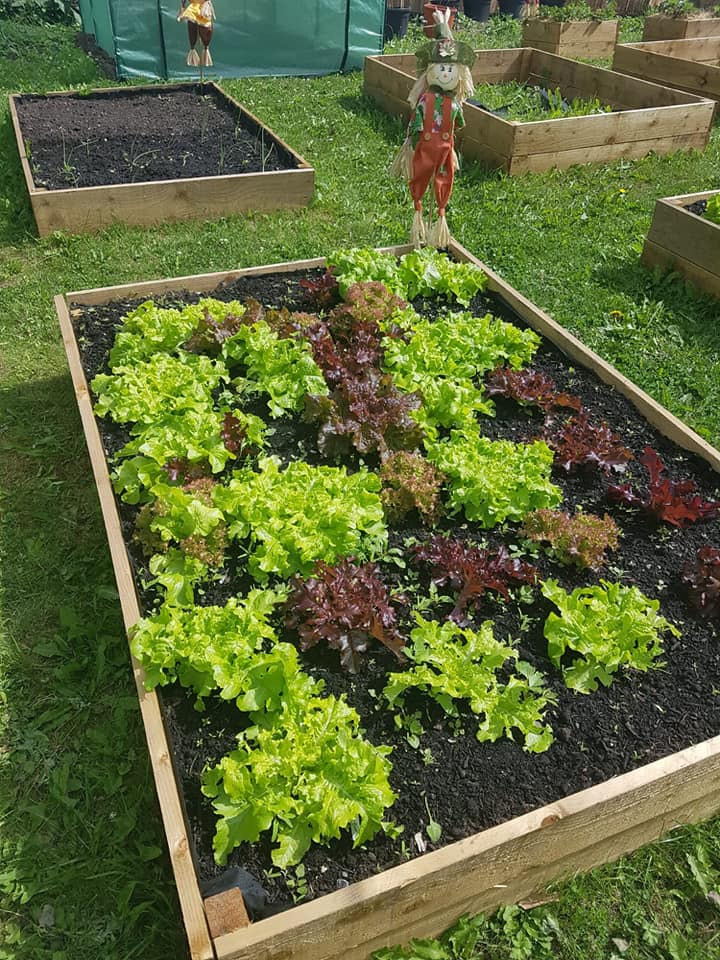 A raised wooden bed planted with rows of green and red lettuces at the Tastebuds community garden, with a scarecrow behind
